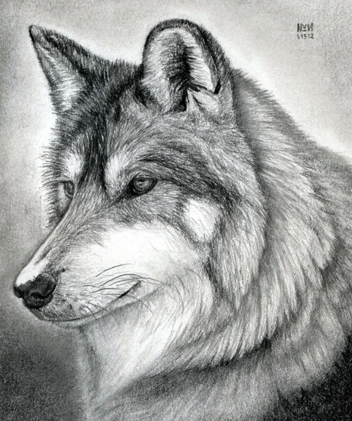 How To Draw A Wolf Head, Mexican Wolf, Drawing, Step by Step, by finalprodigy