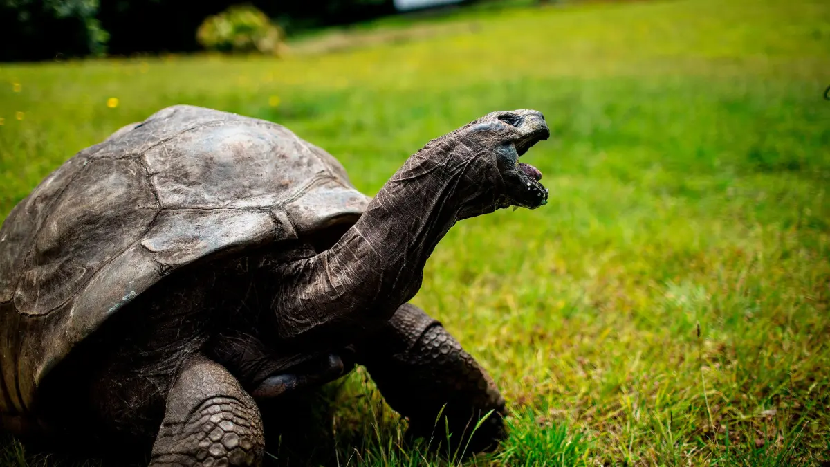 Why do turtles live so long?