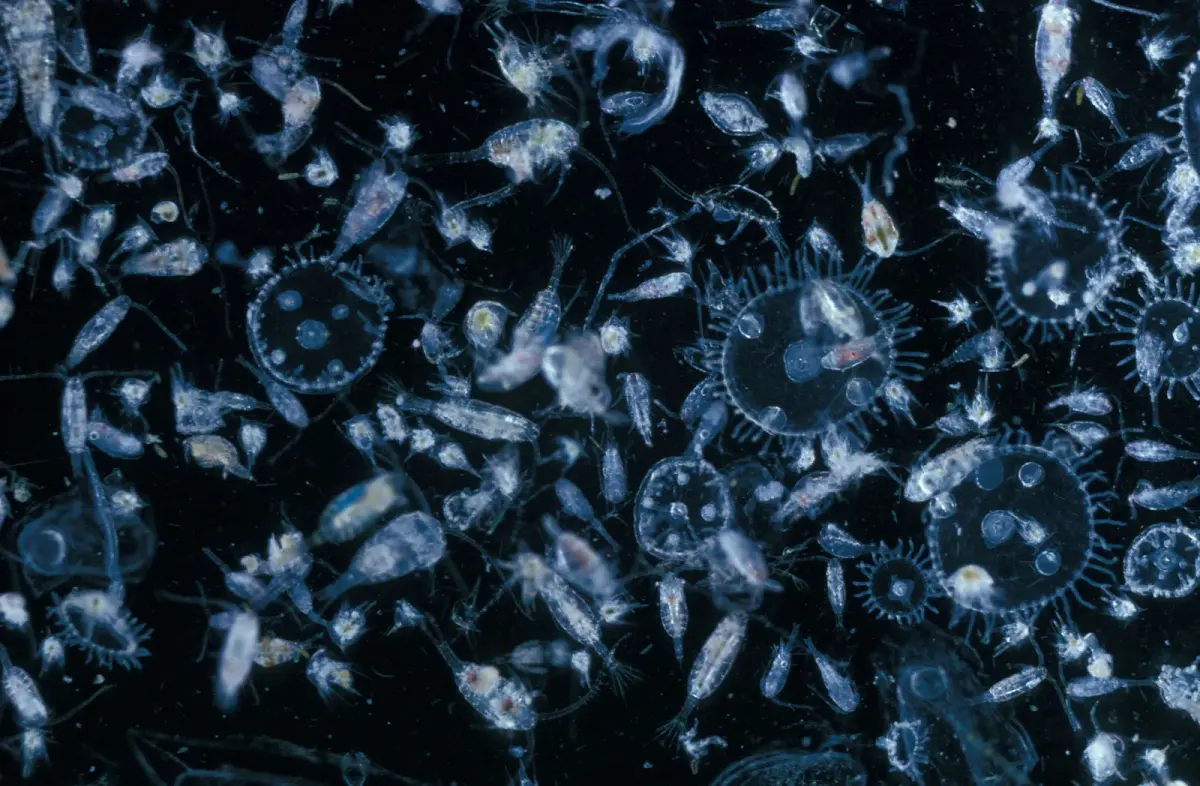 Plankton