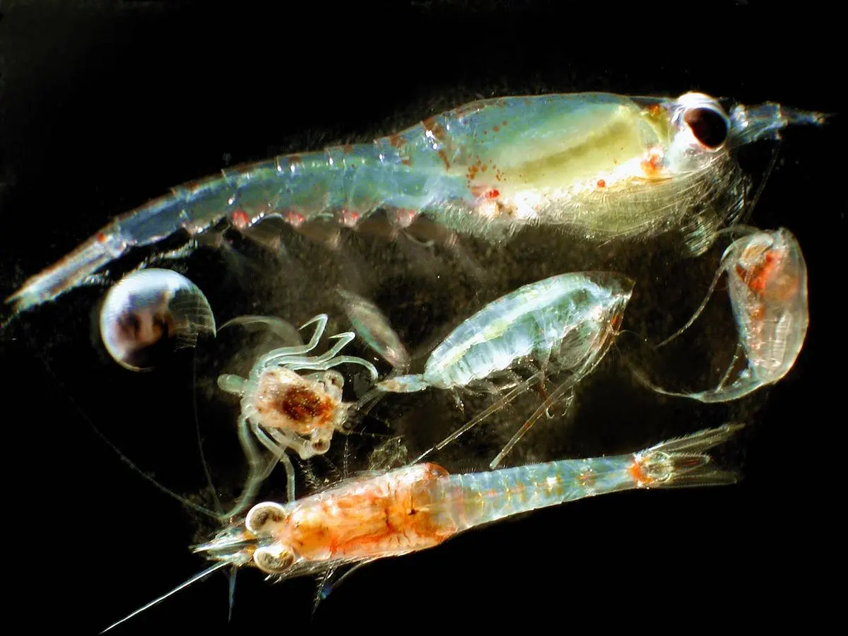 Plankton: Small Organisms with a Big Role in the Ocean