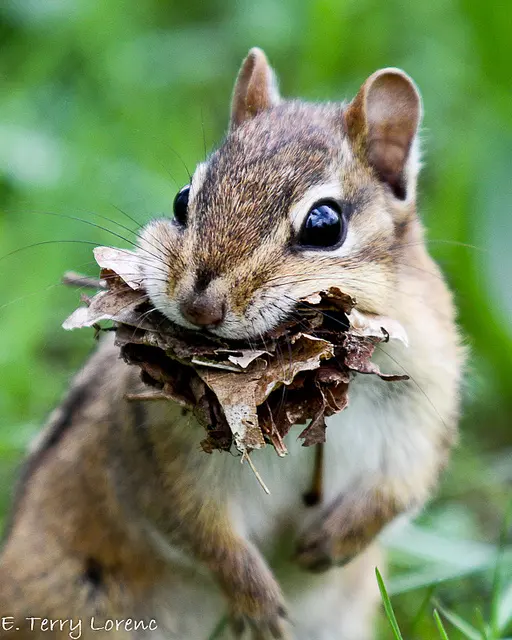 Chipmunks by Katie Finch
