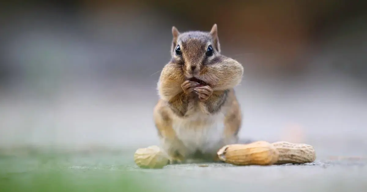 What Do Chipmunks Eat?