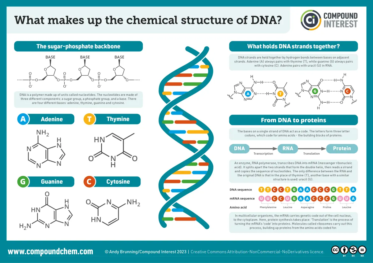Compound Interest: What makes up the Chemical Structure of DNA?