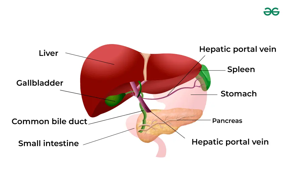 Largest Organ in the Human Body