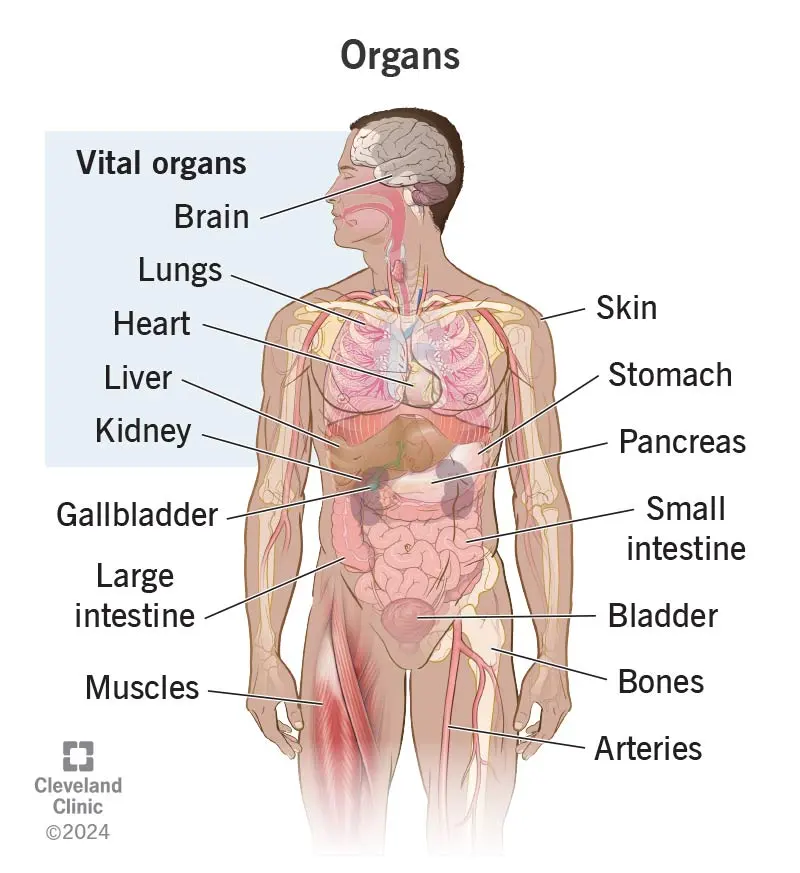 Organs in the Body: Definition & Anatomy