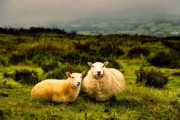7 Things New Zealand is Famous For