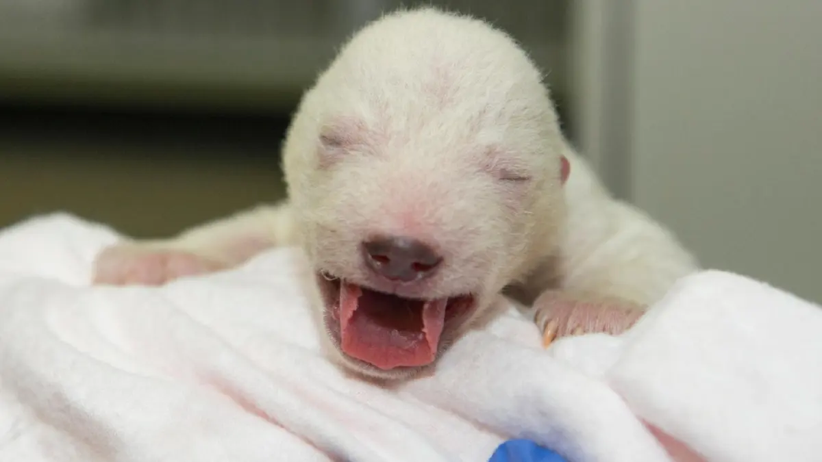 Babies bears — image 2