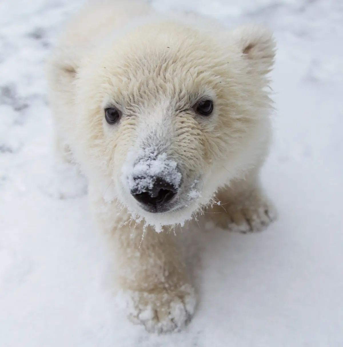 Babies bears — image 3