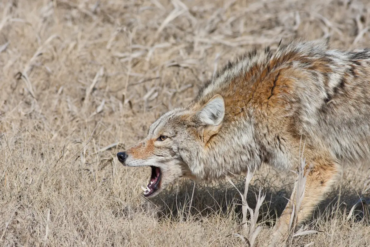 Do Coyotes Attack Humans?