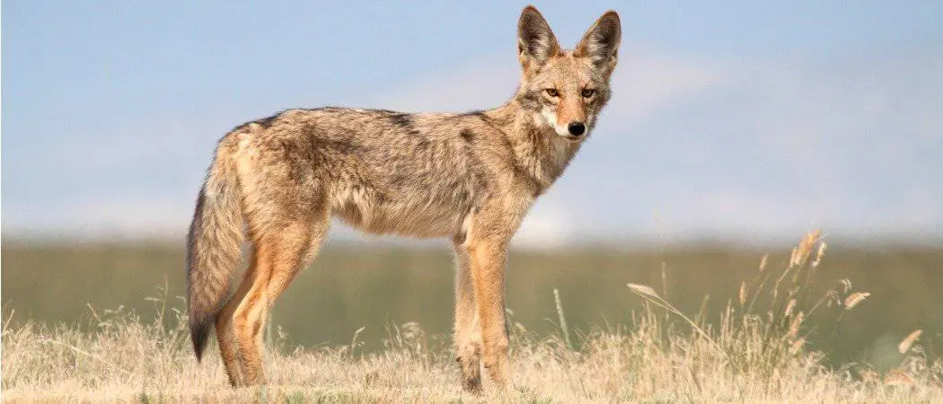 New Jersey Attack Leaves Us Wondering If Coyotes Are Dangerous to Humans