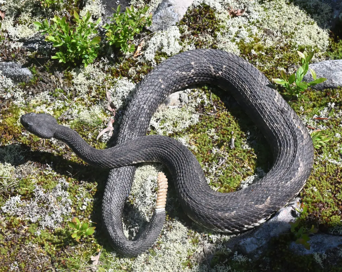 How old is that big rattlesnake?