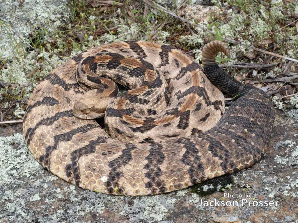 Big rattlesnakes — image 3