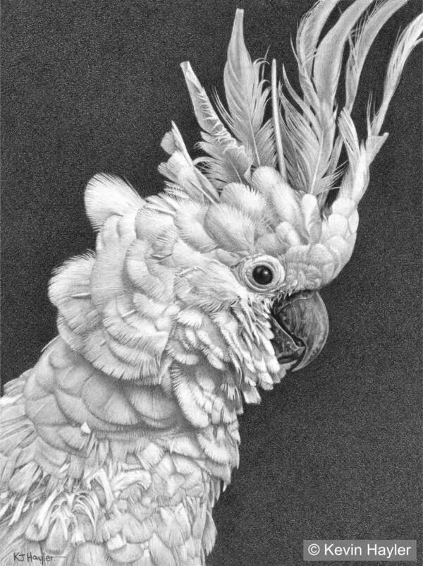 12 Realistic Bird Drawing Ideas