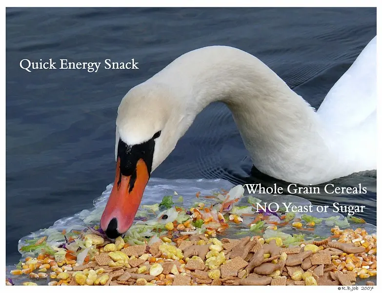 Feeding Adult Swans