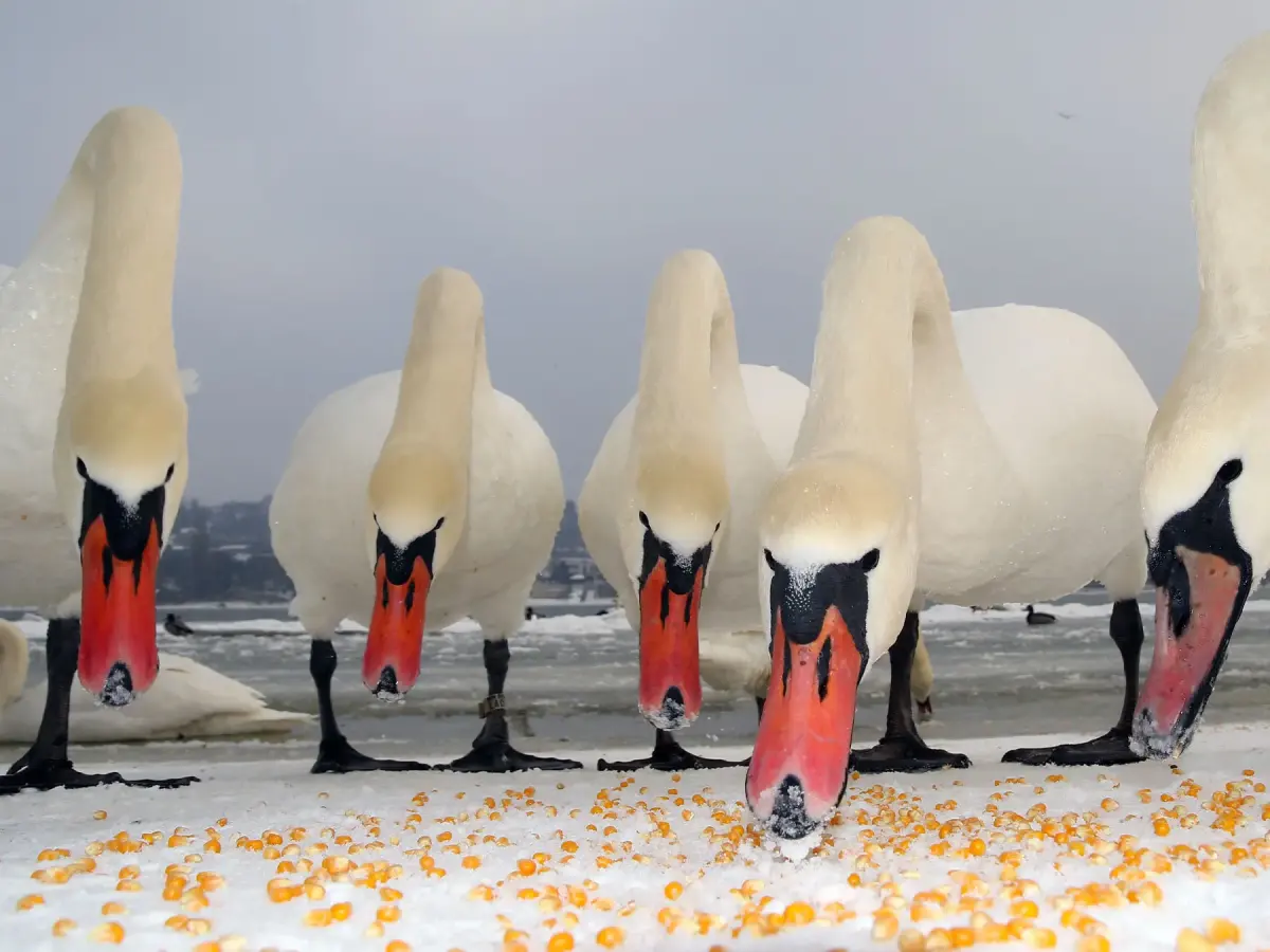 What Do Swans Eat? An Overview of Swan Diets and Foraging Behavior