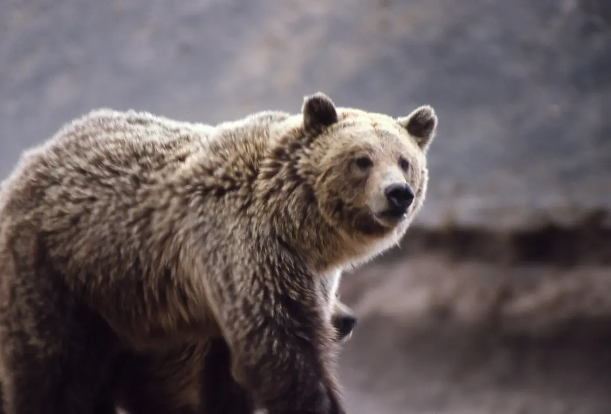 Yellowstone Grizzly Bears to Lose Endangered Species Protection