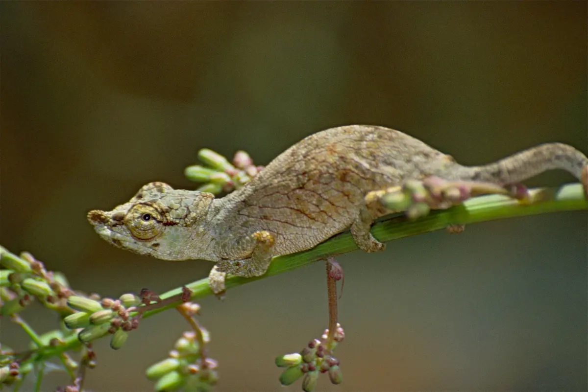 File:Big-nosed Chameleon (Calumma nasuta) (9657797850)