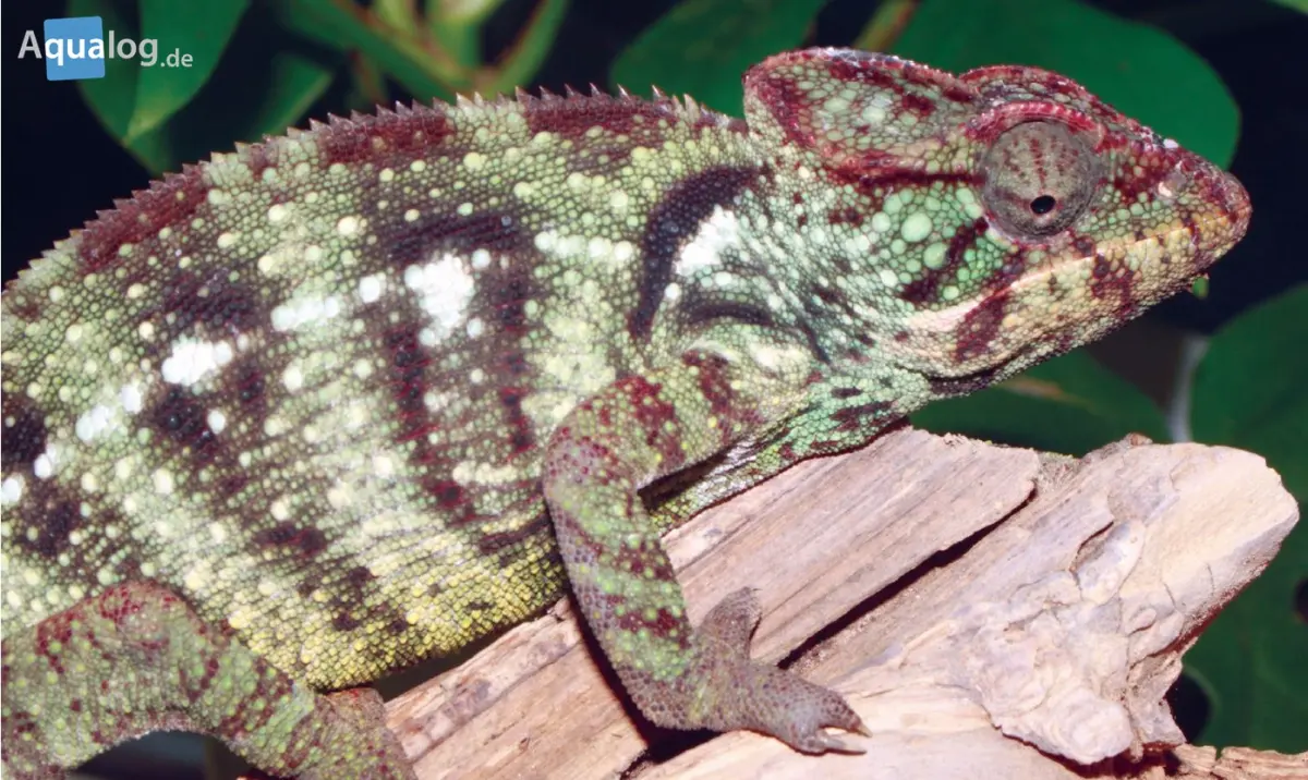 Big chameleons — image 3