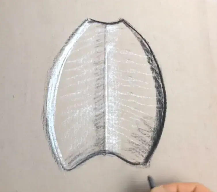 Draw ribcage — image 2