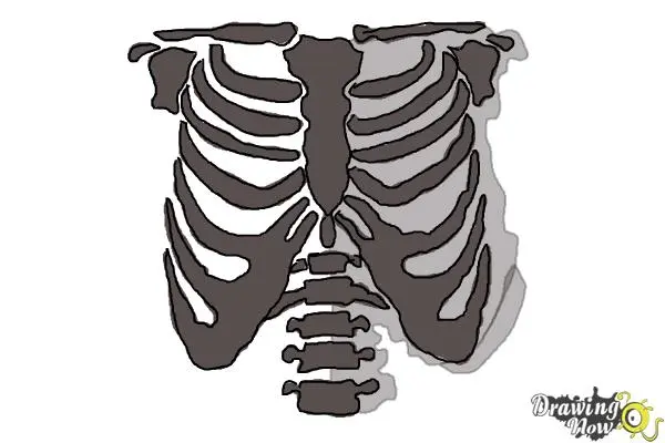 How to Draw a Rib Cage
