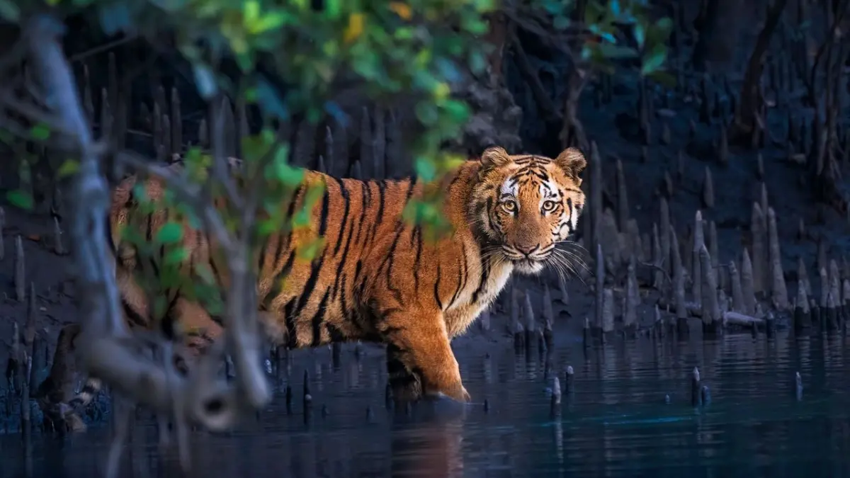 The world's mysterious mangrove forests captured in 13 striking