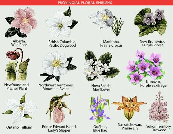 Provincial Floral Emblems