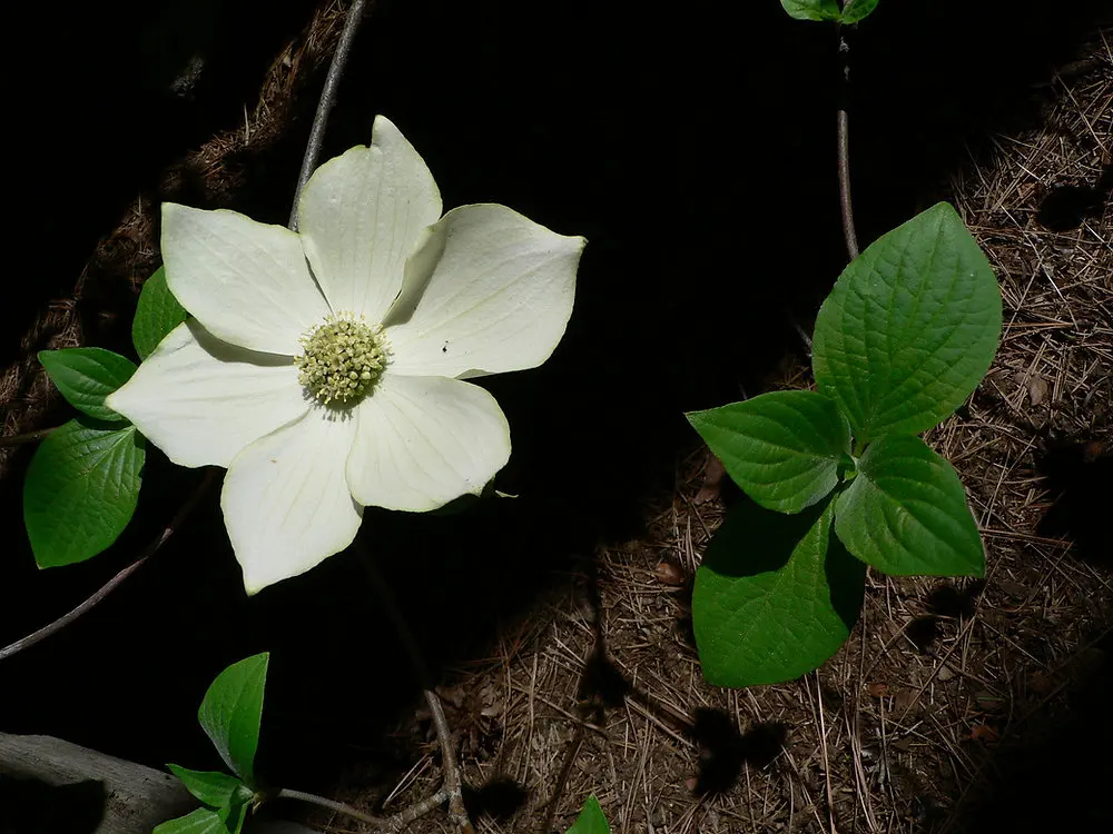Why BC's Provincial Flower Doesn't Grow Here