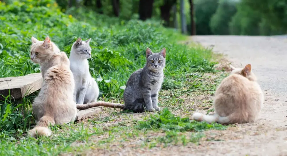 The Name for A Group of Cats Explained