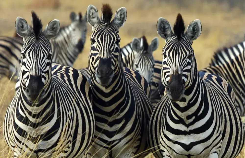 Dazzle' of Zebras: 50 Odd Words for Animal Groups