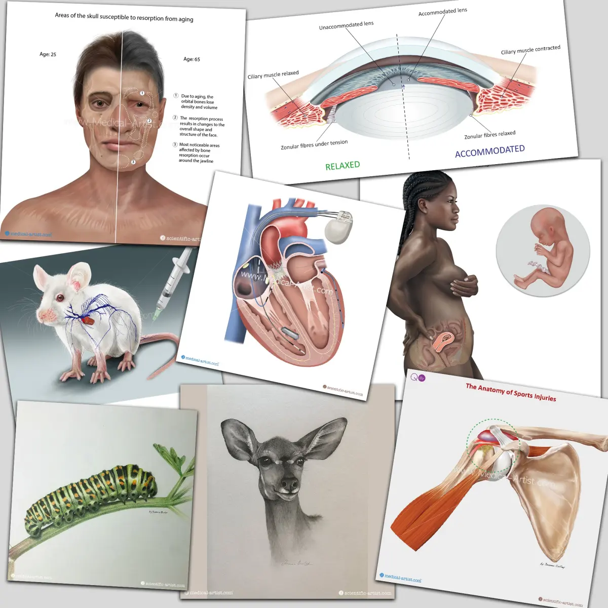 Professional Anatomy Medical Illustrations of the Human Body