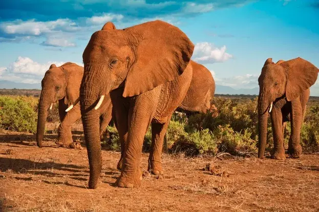 Elephant guide: where do they live, what do they eat and how to identify them