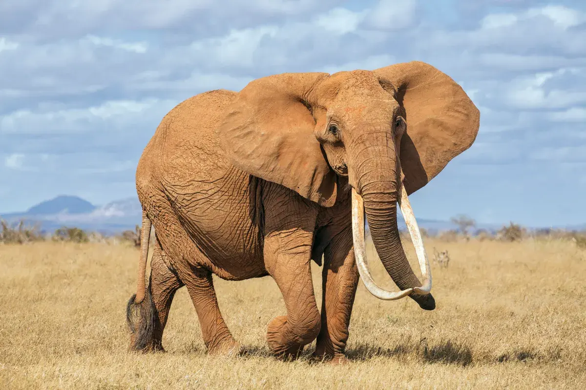 Elephant guide: where do they live, what do they eat and how to identify them