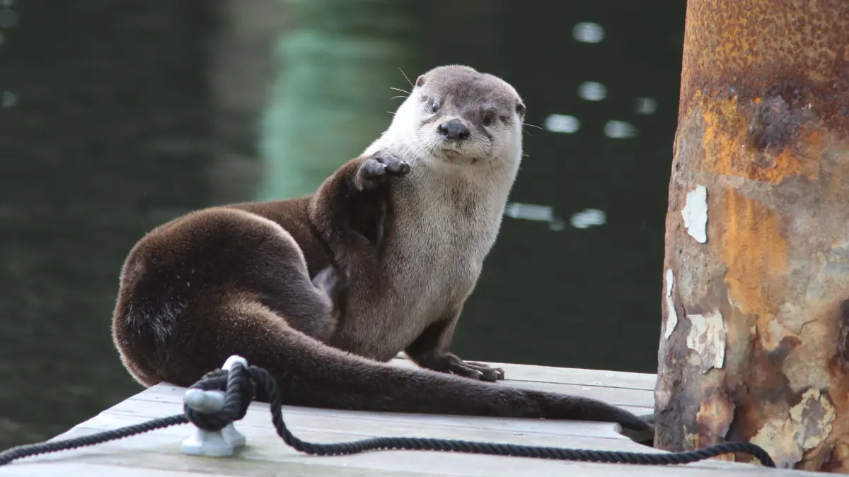 Otters are thriving in the Elizabeth River. Here's how to spot one
