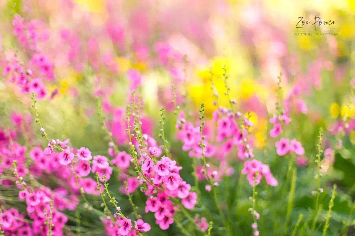 How to get background blur in your by Zoë Power