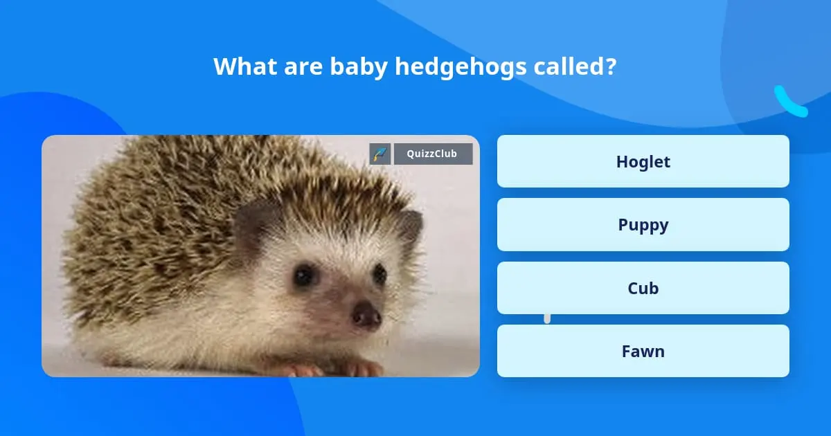 What are baby hedgehogs called?