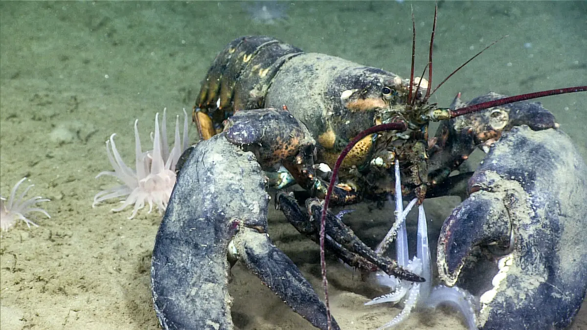 Lobsters eat — image 2