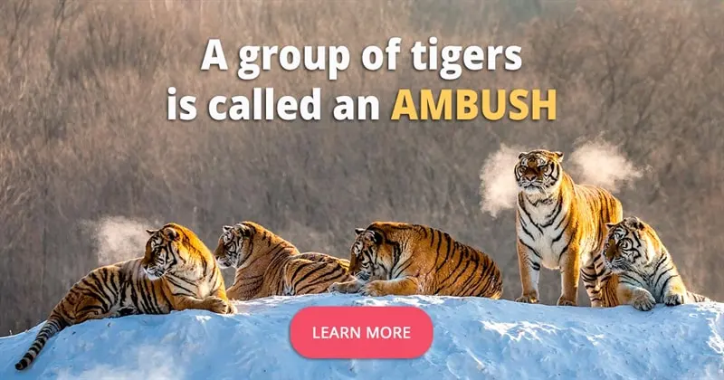 Group tigers called — image 3