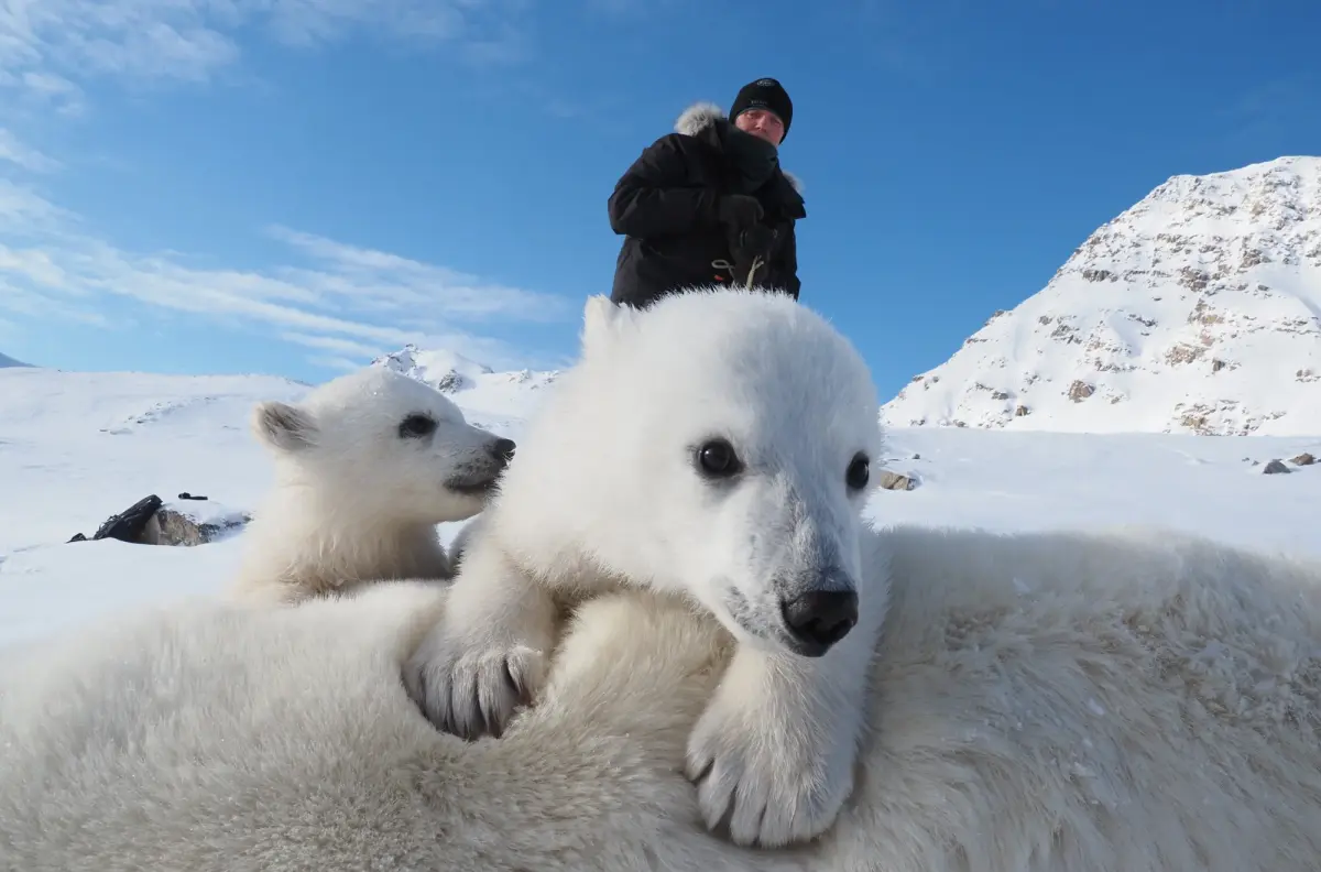 Polar bears and climate change: New research in Norway has scientists baffled