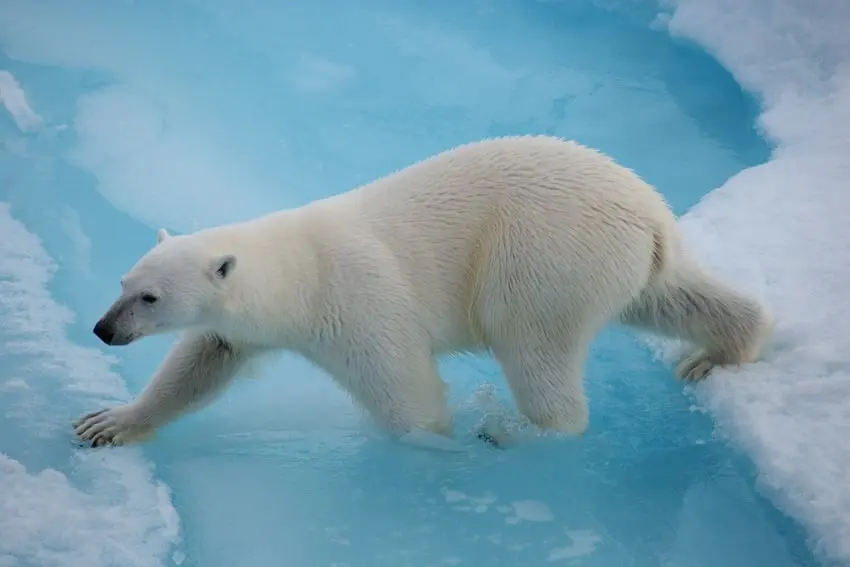 Are there polar bears in Antarctica? No, but could they live there?