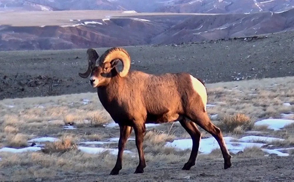 Bighorn Sheep