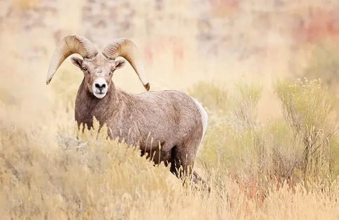 Bringing Back Storied Sheep