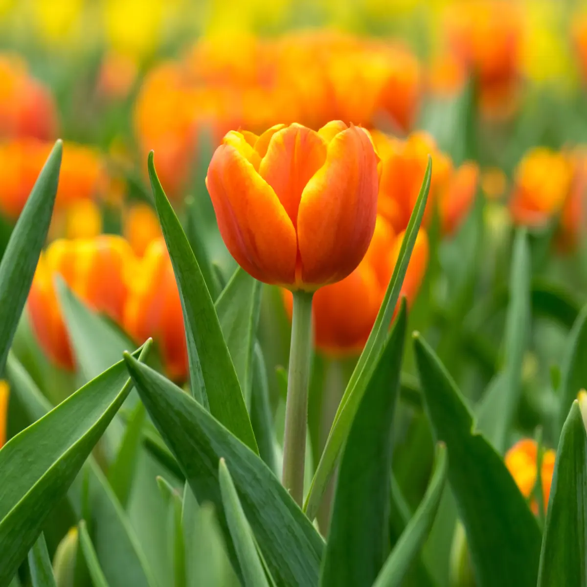 Tulips Flower Care and Facts