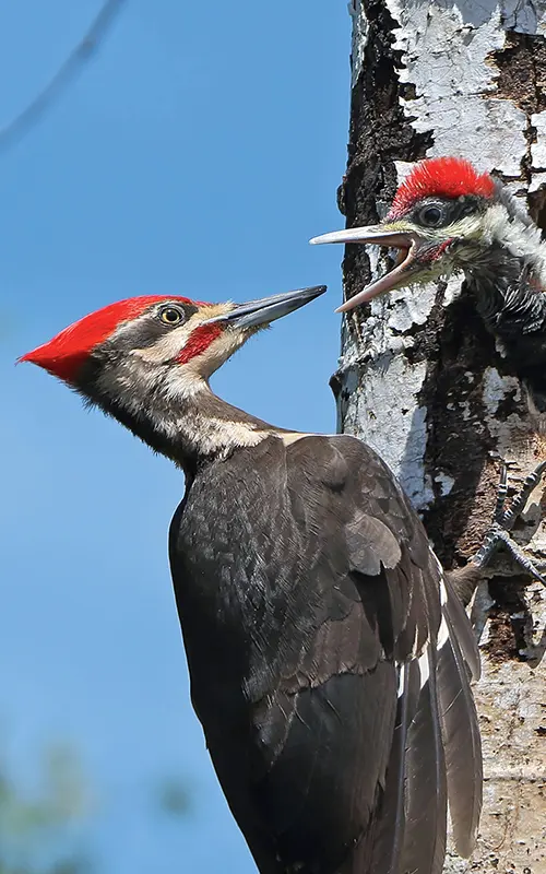 Minnesota's woodpeckers