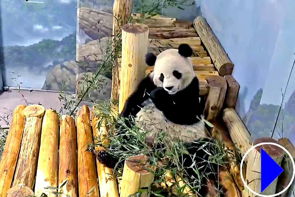 Giant Pandas