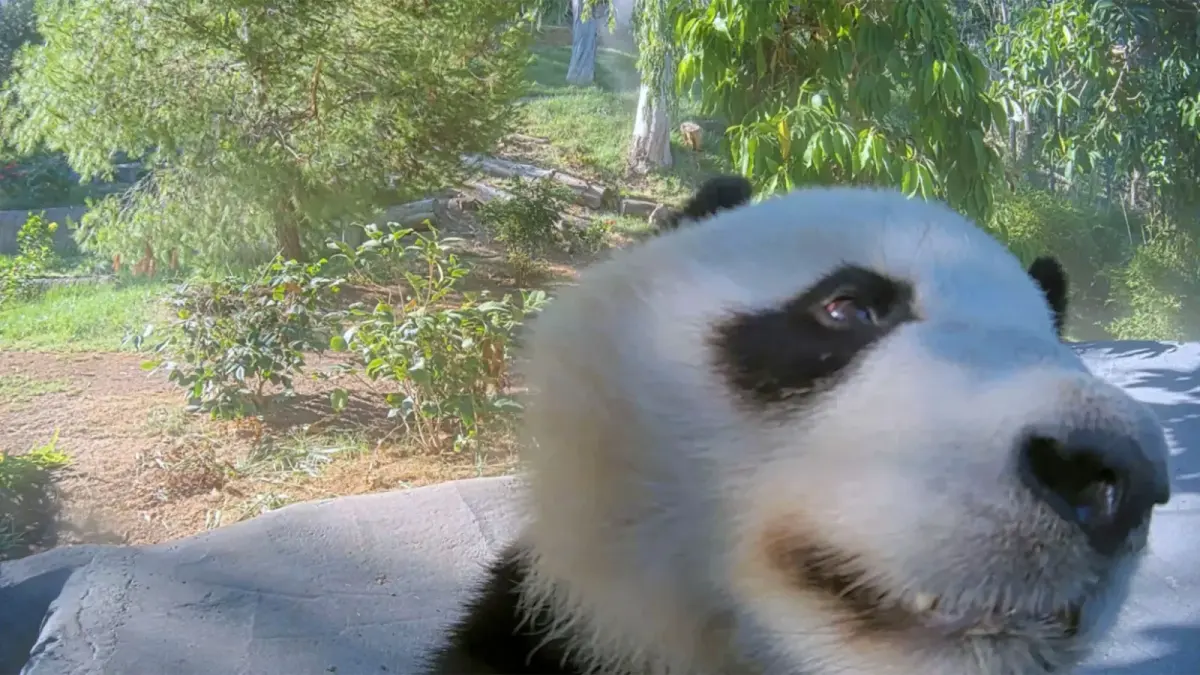 Pandas live — image 2