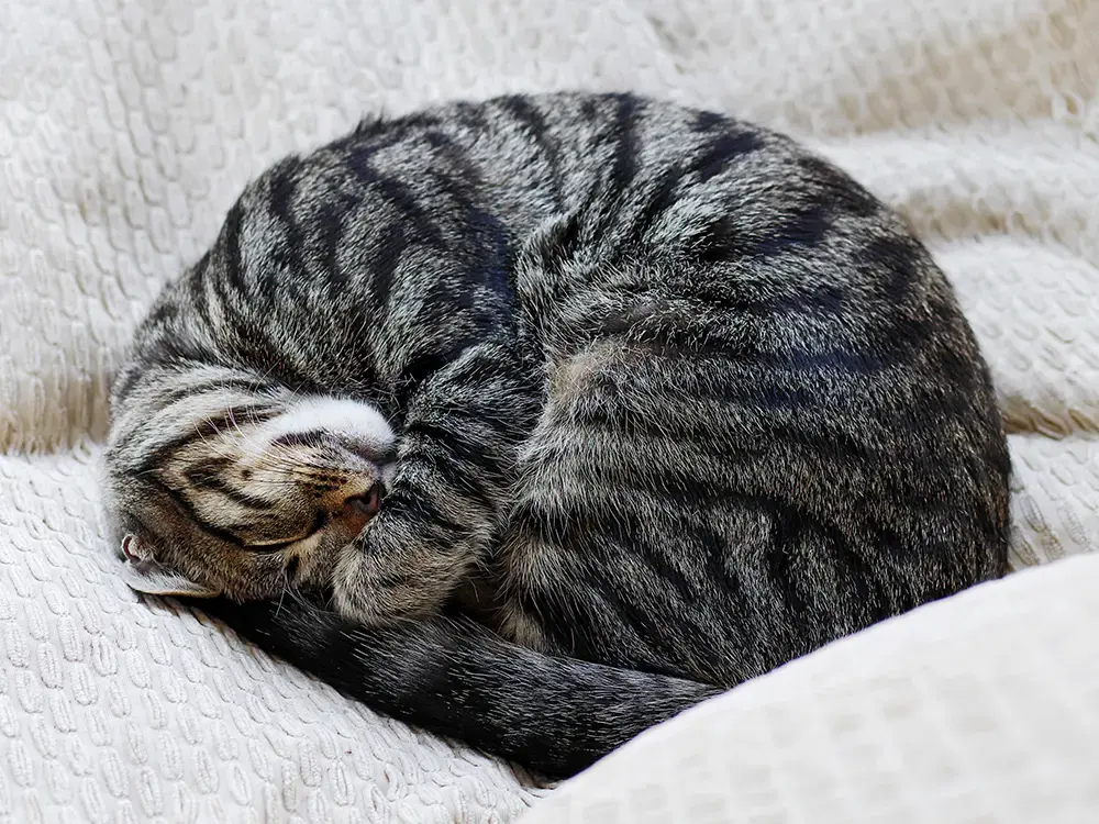 Why Do Cats Sleep So Much? Experts Explain