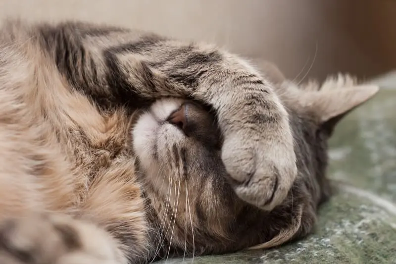 Why Cats Sleep so Much? When to Know if Cat is Sleeping too Much
