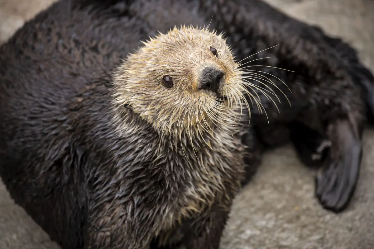 Sea otters have low genetic diversity like endangered species, biologists report