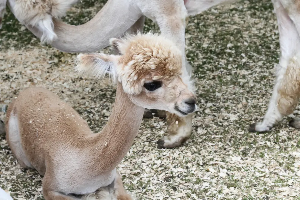 Baby llama called — image 2