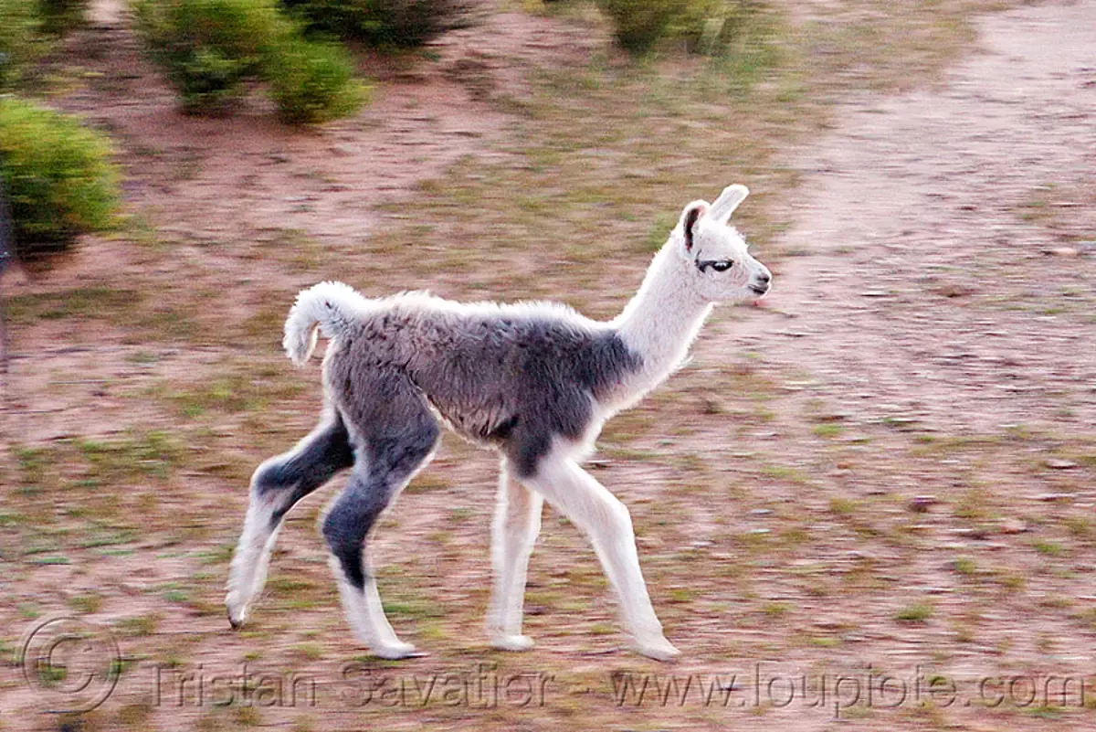 Baby Llama